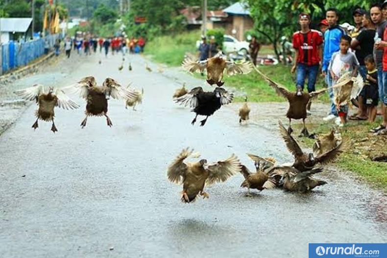 Sejumlah itik terlihat terbang dalam lomba pacu itiak di salah satu tempat di Kota Payakumbuh dan Kabupaten Limapuluh Kota. (foto by merahputih.com)