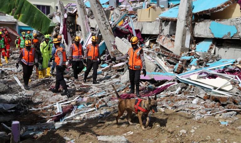 Tim Penyelamat dengan menggunakan anjing pelacak mencari para korban yang tertimpa reruntuhan akibat gempa bumi di Sulawesi Barat beberapa waktu lalu. (Dok : Istimewa)