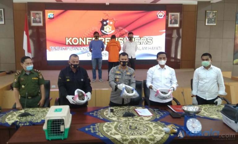 Polda Sumbar saat jumpa pers terkait kasus perdagangan satwa dilindungi, di Mapolda Sumbar, Senin (25/1). (Foto : Derizon)