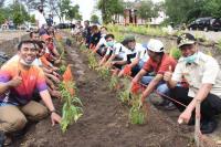 Kawasan Pantai Kata Pariaman Dihiasi Bunga Celosia
