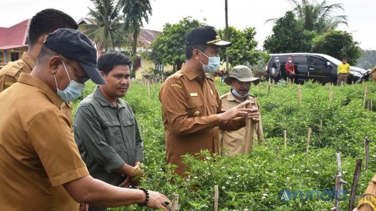 Genius Umar saat meninjau tanaman cabai keriting akar yang ditanam masyarakat Desa Sungai Pasak. Selasa (16/2). (Foto : Arzil)