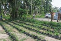 Desa Sikabu Kembangkan Pembibitan Cabai Rawit