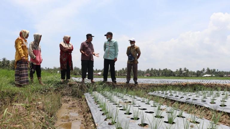 Wako Genius Umar bersama Kepala (DP3) Pariaman, Darlis saat meninjau lahan tanaman bawang merah petani di Sungai Rotan, Kamis (15/4). (Dok : Istimewa)