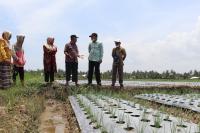 Pariaman Potensial Kembangan Tanaman Bawang Merah
