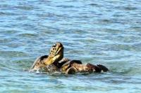 Dua ekor Penyu Lekang sedang proses kawin di perairan Pulau Angso Duo, Sabtu siang (15/5). (Dok : Istimewa)