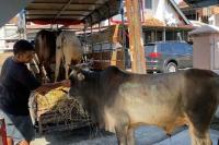 Penurunan sapi-sapi kurban di Rumah Singgah Andre Rosiade sebelum disalurkan ke masjid dan mushalal tempat berkurban yang tersebar di Padang, Sijunjung, Dharmasraya dan Agam. (Dok : Istimewa)