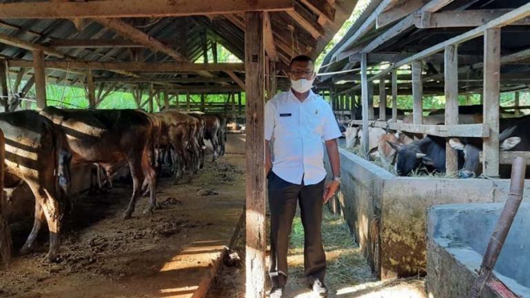 Kepala DP3 Kota Pariaman, sedang melakukan pengawasan dan pemantauan hewan ternak, Kamis (15/7). (Dok : Istimewa)