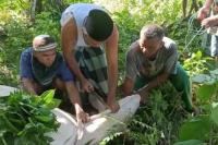 Sapi Kurban Andre Rosiade Dipotong di Pasa Lalang: Jamaah Mushalla Baitu Kuranji Huda Balanjuang Randang