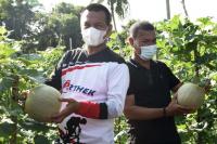 KWT Padang Birik-Birik Panen Buah Melon
