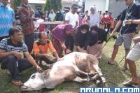 Mushalla Rahmatan Lil Alamin Sembelih 9 Sapi, 4 Kambing