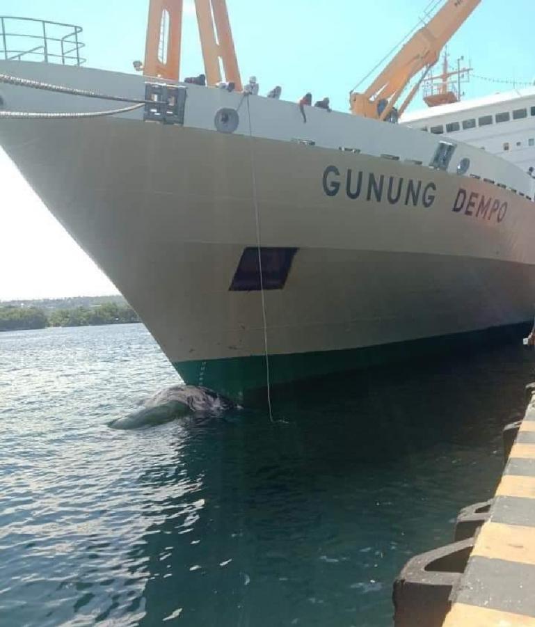 Kondisi KM Gunung Dempo yang menabrak bangkai ikan paus Baleen dalam perjalanannya dari Nabire, Papua ke Wasior, Papua Barat, Minggu (12/9). (Dok : Istimewa)