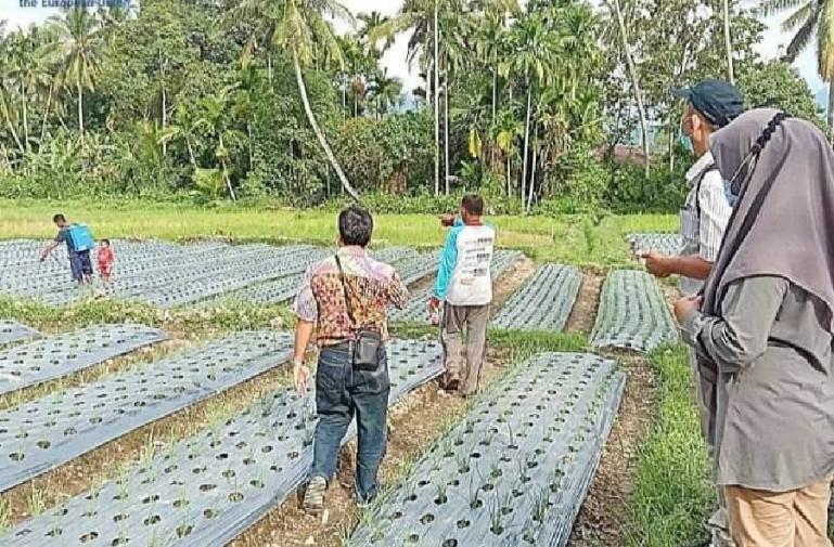 Para petani muda sedang mengaplikasikan program echo green di daerah mereka di Ulakan Tapakih, Kabupaten Padangpariaman, Selasa (14/9) kemarin. (Dok : Istimewa)