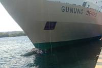 KKP: Kapal Berlayar harus Perhatikan Alur Migrasi Biota Laut: Paus Baleen Tertabrak Kapal Diperairan Papua