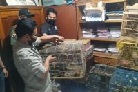Diduga Akan Diperdagangkan: Polres Bukittinggi Tangkap Pemilik 583 Ekor Satwa Dilindungi