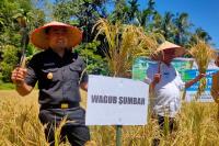 Pessel Siapkan 28 Ribu Ha Lahan Pertanian: Tahun Ini Produksi Padi Sumbar Ditarget 1.5 Juta Ton