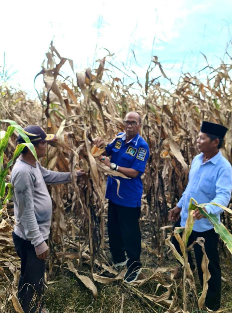 Anggota DPRD Sumbar dari Dapil 2 (Kabupaten Padangpariaman-Kota Pariaman), Muhammad Nurnas saat meninjau lahan jagung milik warga yang layu akibat diserang hama, di Kabupaten Padangpariaman, Kamis (17/2). (Dok : Istimewa)
