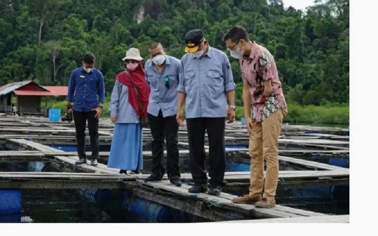 Gubernur bersama Wagub Sumbar didampingi Kadis Kelautan dan Perikanan Sumbar mengunjungi usaha budidaya kerapu pada KJA milik CV Andalas Samudera Sejati, di Sungai Nyalo Tarusan, Pesisir Selatan, Sabtu (12/2) lalu. (Dok : Istimewa)