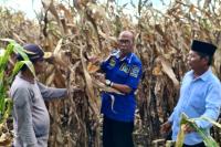 Reses Anggota DPRD Sumbar M Nurnas ke Dapil: Hama Penyakit Serang Lahan Jagung Warga dan Langkanya Pupuk