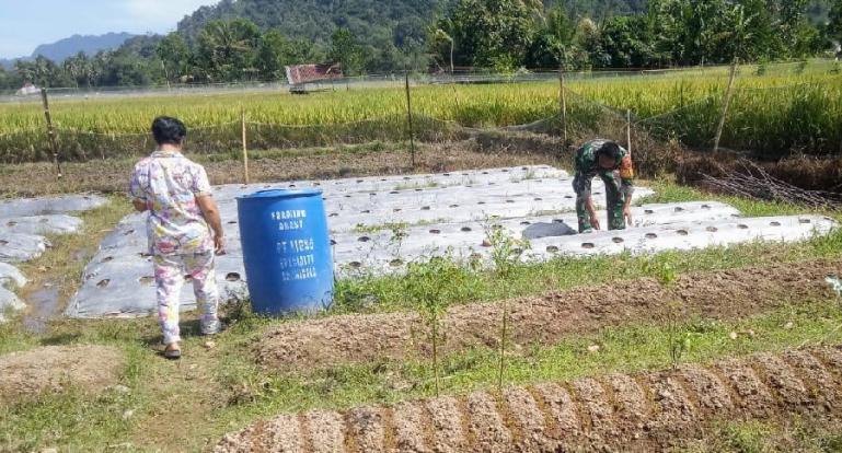 Babinsa Lubuk Minturun, Sertu M Syeh lakukan pendampingan pada KWT di kelurahannya, Senin (18/4). (Dok : Istimewa)