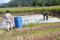 Manfaatkan Lahan Kosong untuk Ketahanan Pangan: Babinsa Puji Langkah KWT Lubuk Minturun