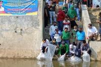 DKP Sumbar Tebar 15.000 Ekor Benih Ikan Nilem di Sijunjung