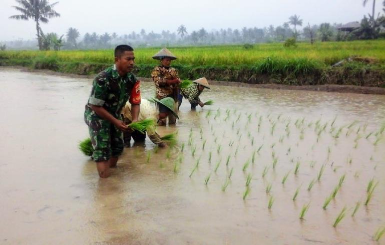 Personel Babinsa Koramil 06/KTN, Serda Em Kenedi bersama petani tanam bibit padi di areal sawah milik warga binaannya, Rabu (25/5). (Foto : Derizon)