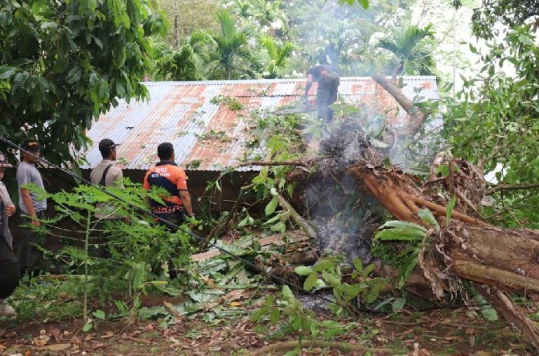Personel BPBD Kota Padang, bersihkan atap rumah milik Pahrizal yang tertimpa pohon akibat angin kencang, Jumat siang (20/5). (Dok : Istimewa)