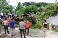 Puluhan Batang Pohon Tumbang di Padang: BPBD Imbau Warga Waspada Cuaca Buruk