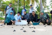 Hari Penyu Sedunia, Wagub Audy Lepas 230 Ekor Tukik