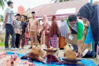 Atasi Penyebaran PMK di Kota Pariaman saat Idul Adha: Genius Umar Pantau Hewan Kurban yang Disembelih