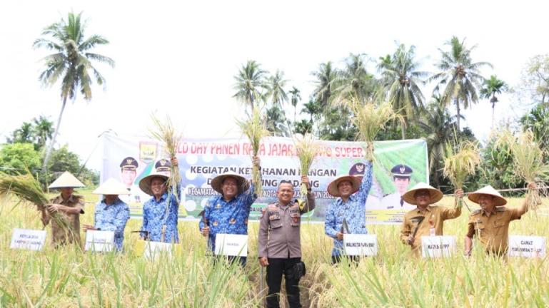 Wali Kota Pariaman Genius Umar Ikuti Panen Raya Jarwo Super di Desa Kampung Gadang Kecamatan Pariaman Timur, Senin (17/10).. (Foto : Istimewa)