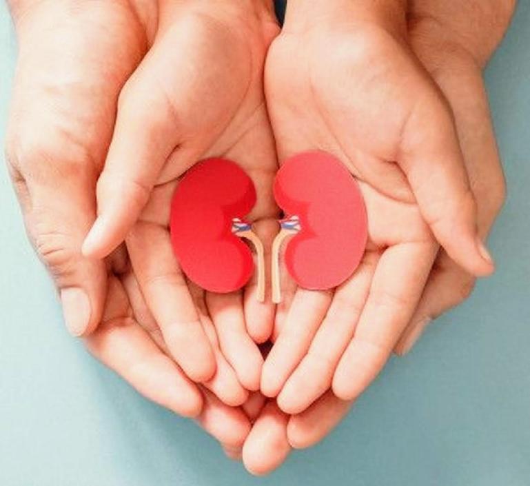 Ilustrasi ginjal. (Dok : Istimewa)
