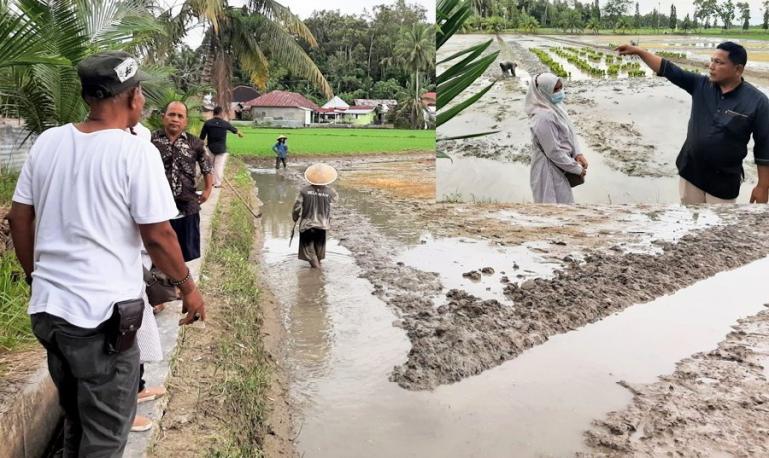 Sekretaris DP3 Pemko Pariaman, Ferialdi, tinjau lahan Minapadi di Desa Cubadak Aia, Kota Pariaman, Sabtu siang (1/10). (Dok : Istimewa)