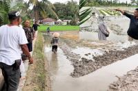 Desa Cubadak Air Kembangkan Agro Minapadi