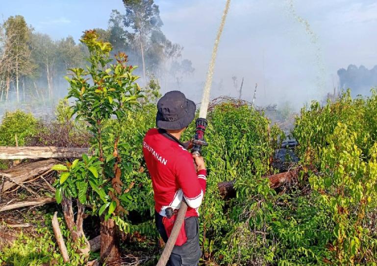 Petugas Dinas Kehutanan Sumbar sedang memadamkan api yang membakar lahan dan hutan yang terbakar di Silaut, Pessel, yang terjadi sejak Selasa (23/5) ini. (Dok : Istimewa)