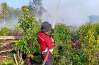 Diprediksi Lahan Terbakar di Silaut Capai 100 Hektare