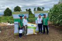 Pertama di Indonesia, Benih Jagung Bioteknologi Unggul