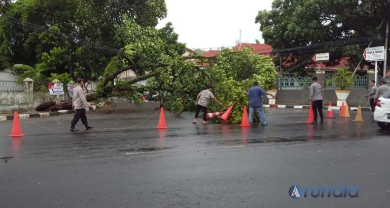 Satu pohon tumbang di Jalan Yos Sudarso Kota Padang, persisnya depan Mapolda Sumbar, Minggu sore (23/7). (Foto : Derizon)