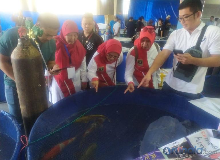 Kadis DKP Sumbar Dr Ir Reti Wafda MTp melihat ikan koi milik peserta dari Batam usai pembukaan 2nd Sumatera Barat Youth Koi Show 2023 di G_Sport Center, Sabtu (12/8). (Foto : Fajril)