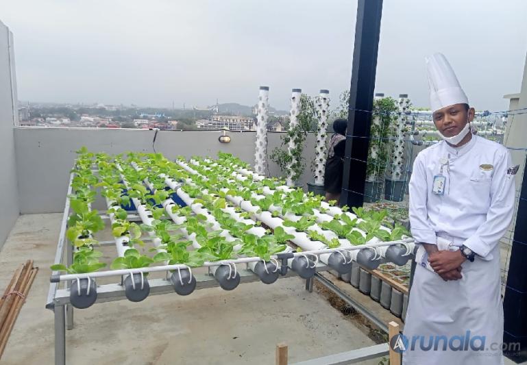 Kebun sayur hidpronik di lantai 10 area dapur The Atmosphere Sky Lounge Hotel Santika Premiere Padang. (Foto :  Fajril)