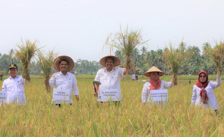 Dirjen Tanaman Pangan Kementan, Suwandi bersama Sekko Pariaman Yota Balad, dan lainnya saat panen padi rakyat di Desa Palak Aneh Kota Pariaman, Rabu (25/10). (Dok : Istimewa)