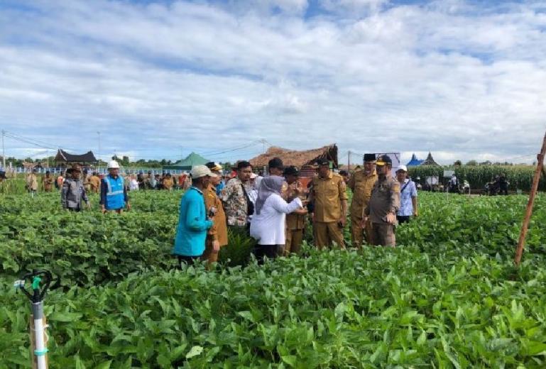 Lahan pertanian organik di Sumbar yang dilihat langsung Menteri Pertanian, Syahrul Yasin Limpo saat Penas Tani 2023 di Sumbar beberapa waktu lalu. (Dok : Istimewa)