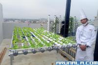 Hotel Santika Premiere Padang Kembangkan Kebun Sayur