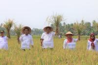 Sawah Rakyat di Desa Palak Aneh Gelar Panen Raya