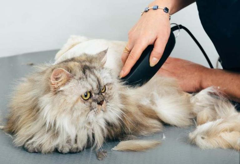 Usaha pet sitting yang mulai banyak tumbuh. (Dok : Istimewa)