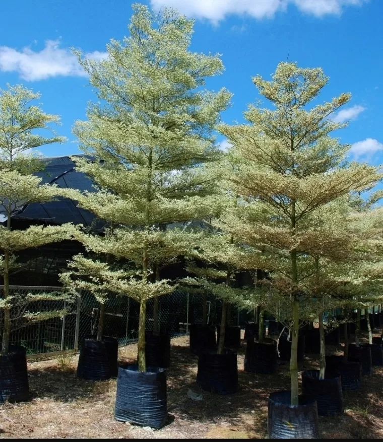 Tanaman ketapang. IST