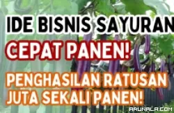8 Ide Bisnis Sayuran Cepat Panen, Nilai Jual hingga Rp500 Jutaan