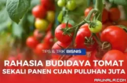 Ide Usaha Budidaya Tomat, Begini Tips Agar Bisa Berkembang Hasilkan Untung Banyak!