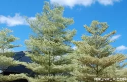 Padang Tuan Rumah HKBN 2024, 100 Bibit Cemara Laut dan Ketapang Ditanam