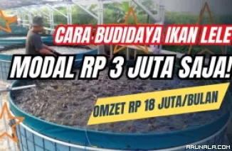 Cara Budidaya Lele Bioflok Modal Rp 3 Juta, Peternak Raup Omzet Rp 18 Juta/Bulan